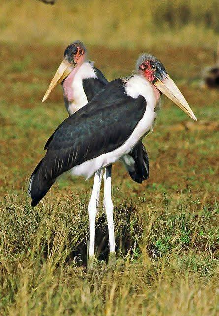 Marabou Stork Birding